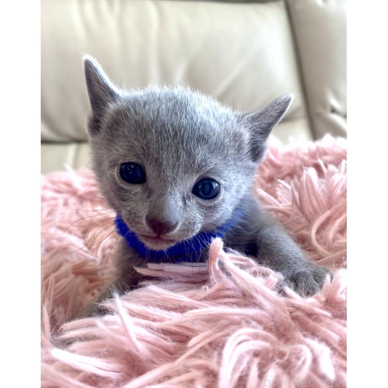 販売中の東京都のロシアンブルー-136803