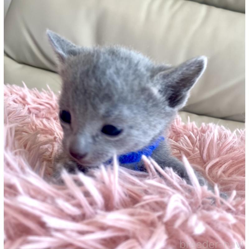 販売中の東京都のロシアンブルー-136803の52枚目