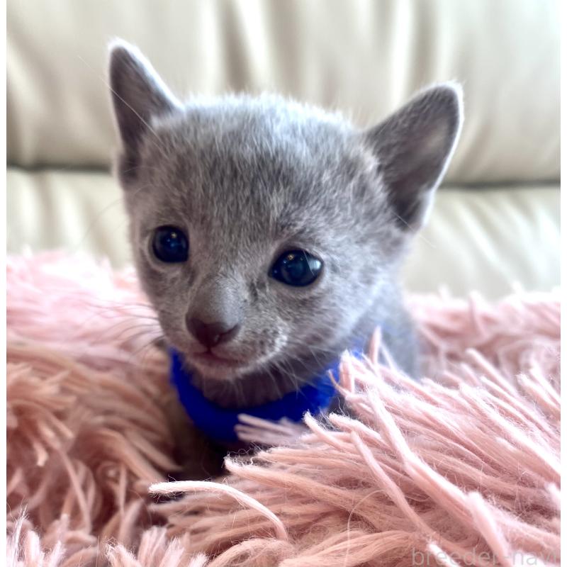 販売中の東京都のロシアンブルー-136803の51枚目