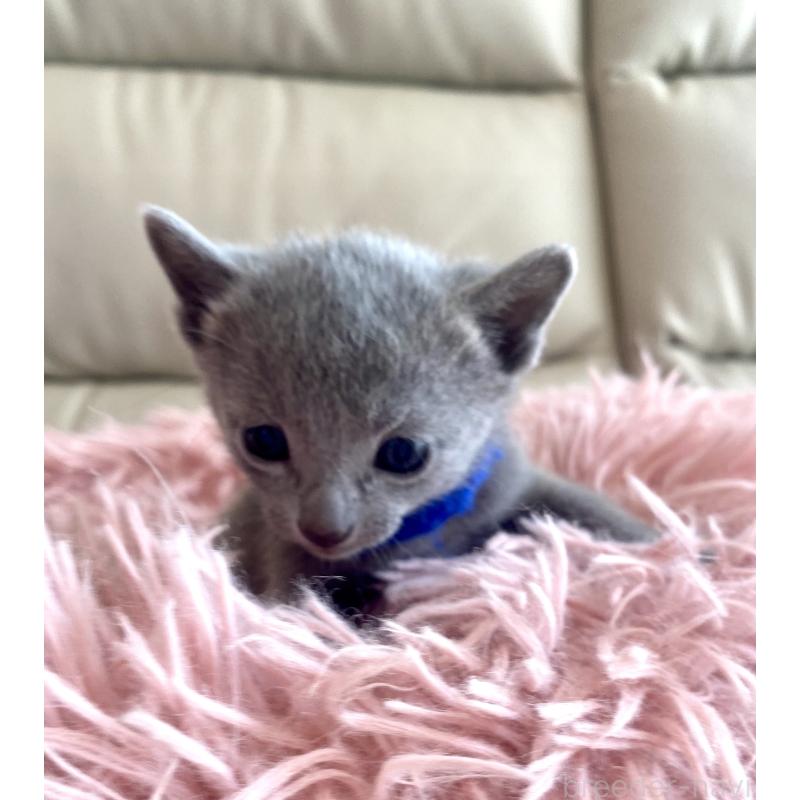 販売中の東京都のロシアンブルー-136803の50枚目