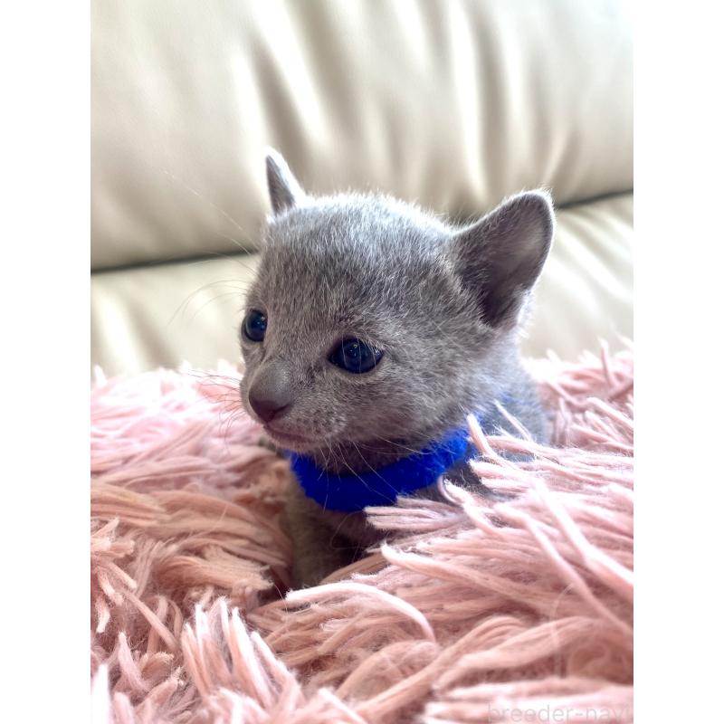 販売中の東京都のロシアンブルー-136803の49枚目