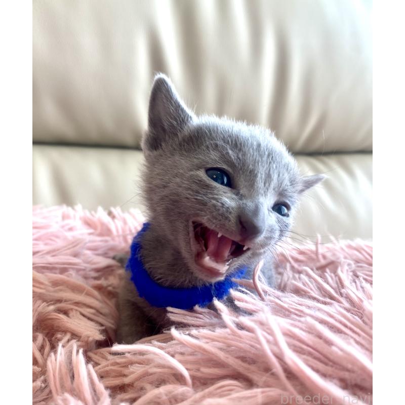 販売中の東京都のロシアンブルー-136803の48枚目