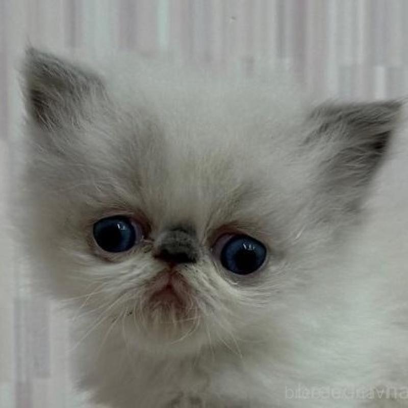 販売中の千葉県のエキゾチックショートヘア-137021の1枚目