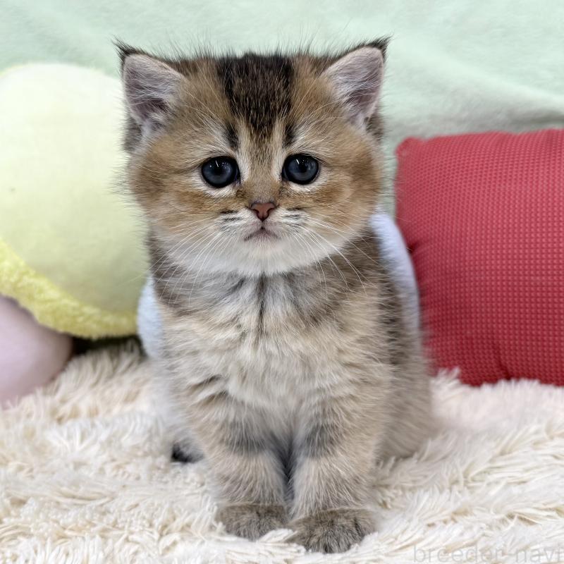 販売中の大阪府のブリティッシュショートヘア-136044