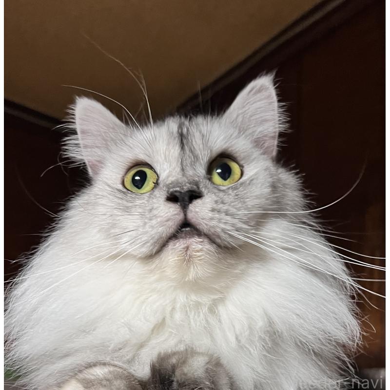 成約済の大阪府のサイベリアン-126428の5枚目