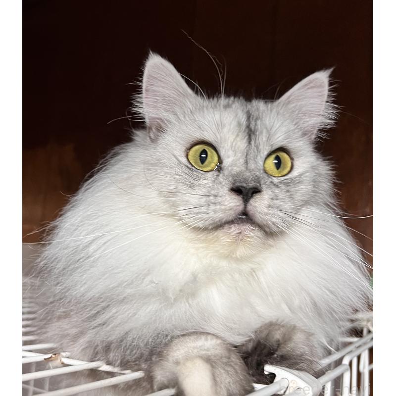 成約済の大阪府のサイベリアン-126428の4枚目