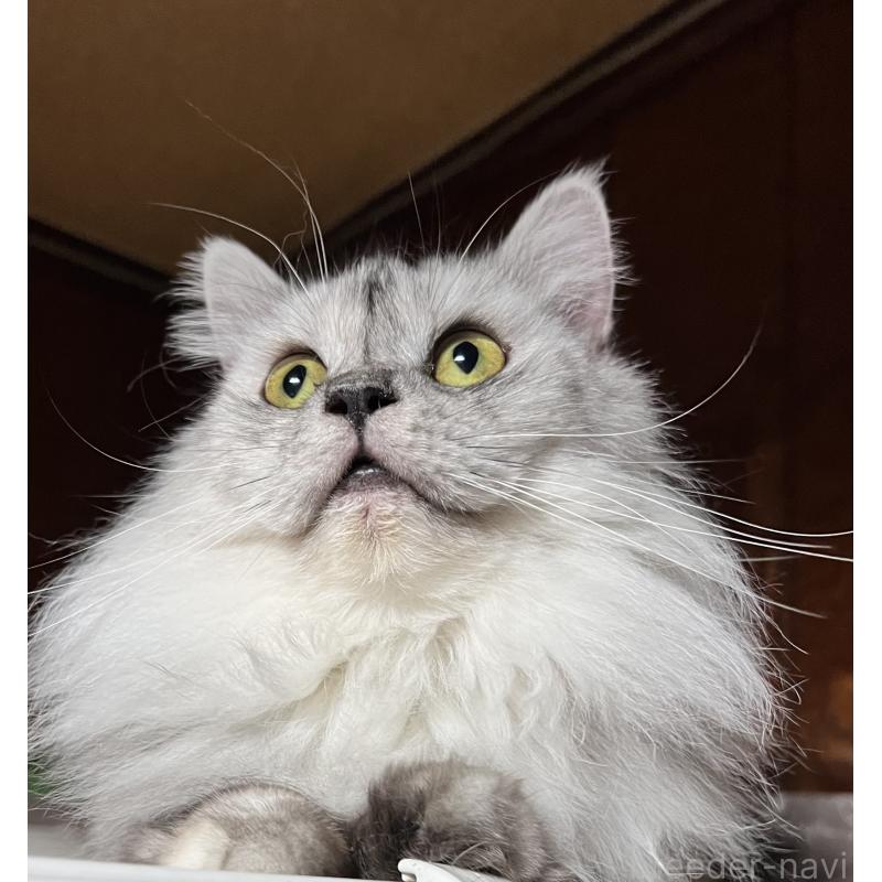 成約済の大阪府のサイベリアン-126428の3枚目