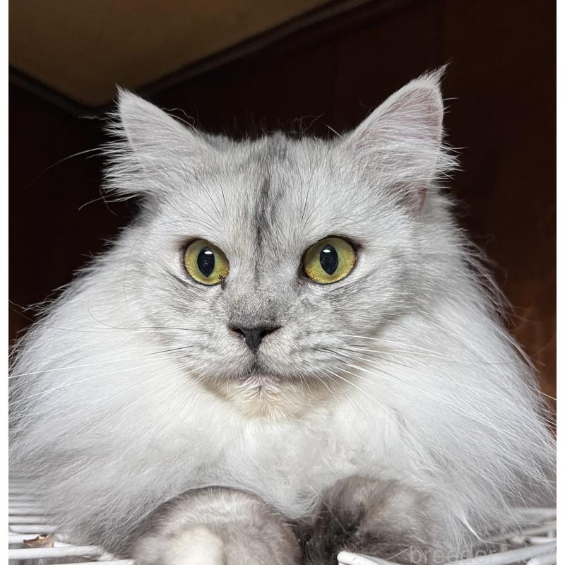 成約済の大阪府のサイベリアン-126428の2枚目