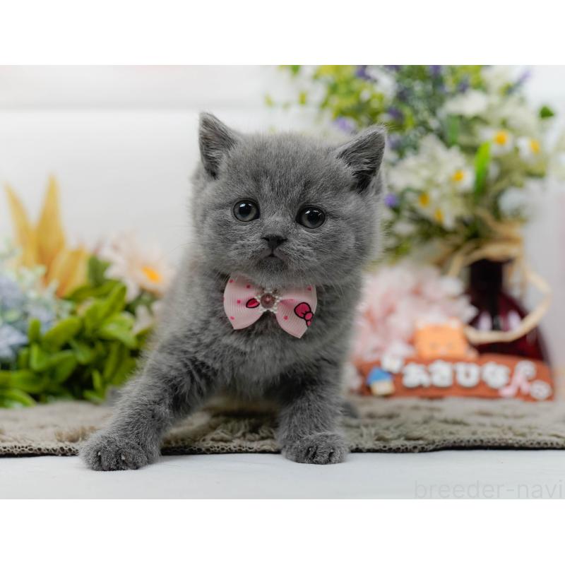 販売中の神奈川県のブリティッシュショートヘア-137094の10枚目