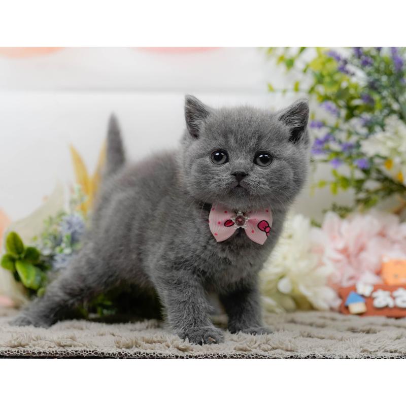 販売中の神奈川県のブリティッシュショートヘア-137094の9枚目