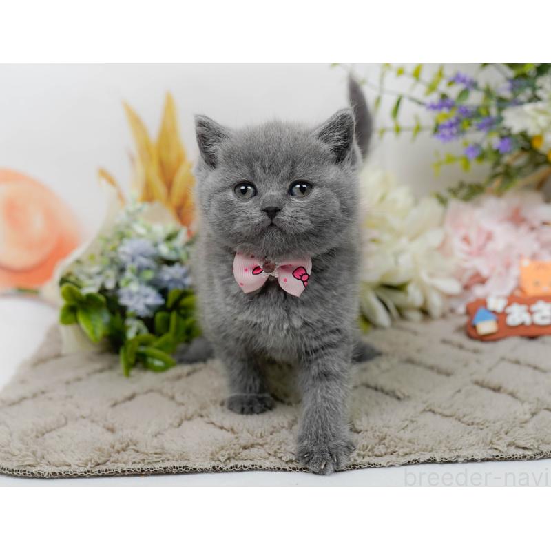 販売中の神奈川県のブリティッシュショートヘア-137094の7枚目