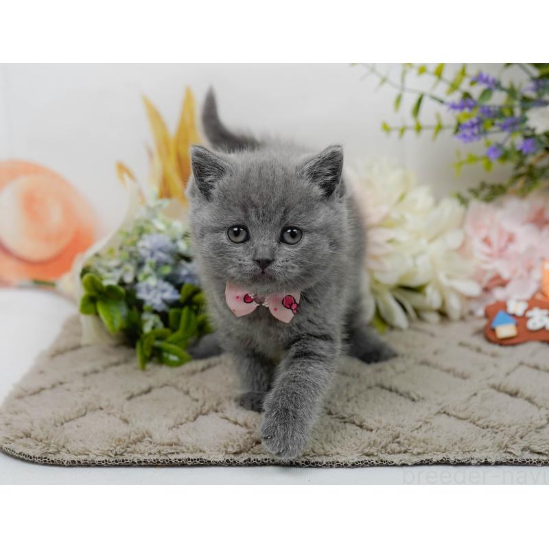 販売中の神奈川県のブリティッシュショートヘア-137094の6枚目