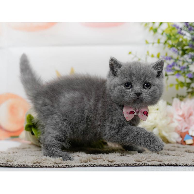 販売中の神奈川県のブリティッシュショートヘア-137094の5枚目