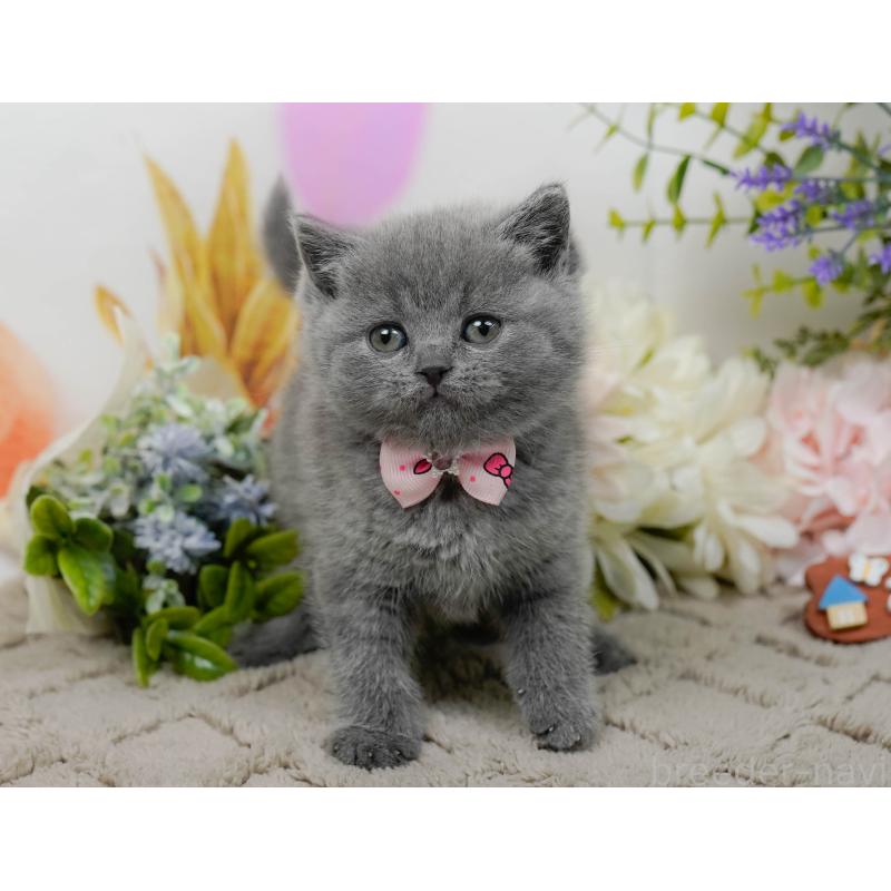 販売中の神奈川県のブリティッシュショートヘア-137094の4枚目