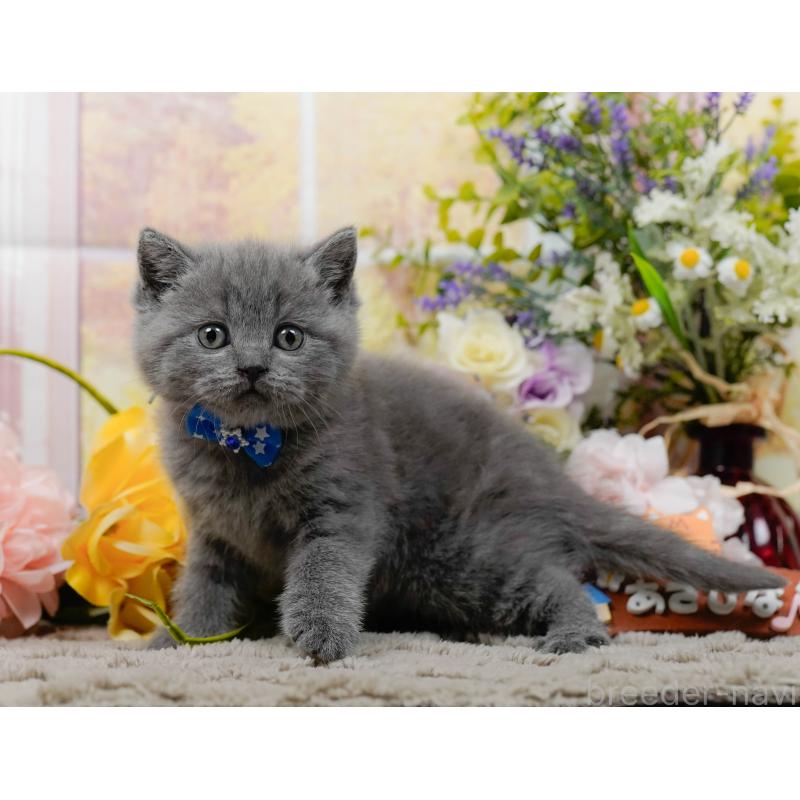 販売中の神奈川県のブリティッシュショートヘア-137095の11枚目