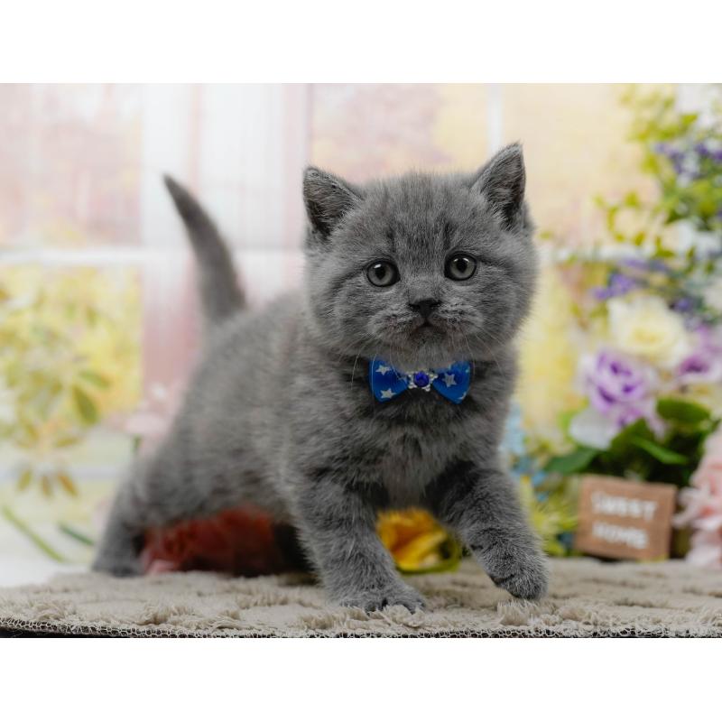 販売中の神奈川県のブリティッシュショートヘア-137095の9枚目