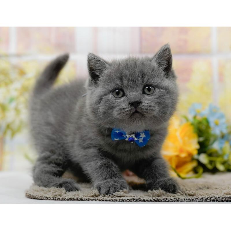 販売中の神奈川県のブリティッシュショートヘア-137095の8枚目