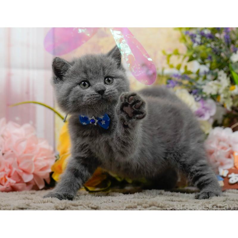 販売中の神奈川県のブリティッシュショートヘア-137095の7枚目