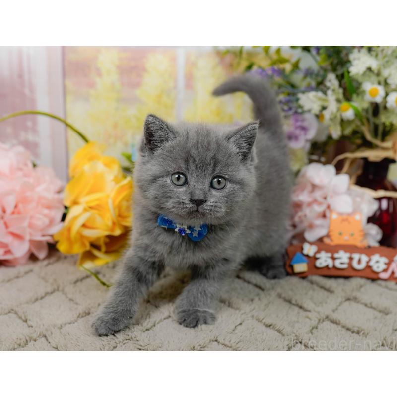 販売中の神奈川県のブリティッシュショートヘア-137095の6枚目