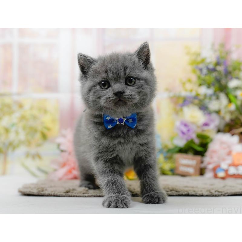 販売中の神奈川県のブリティッシュショートヘア-137095の5枚目