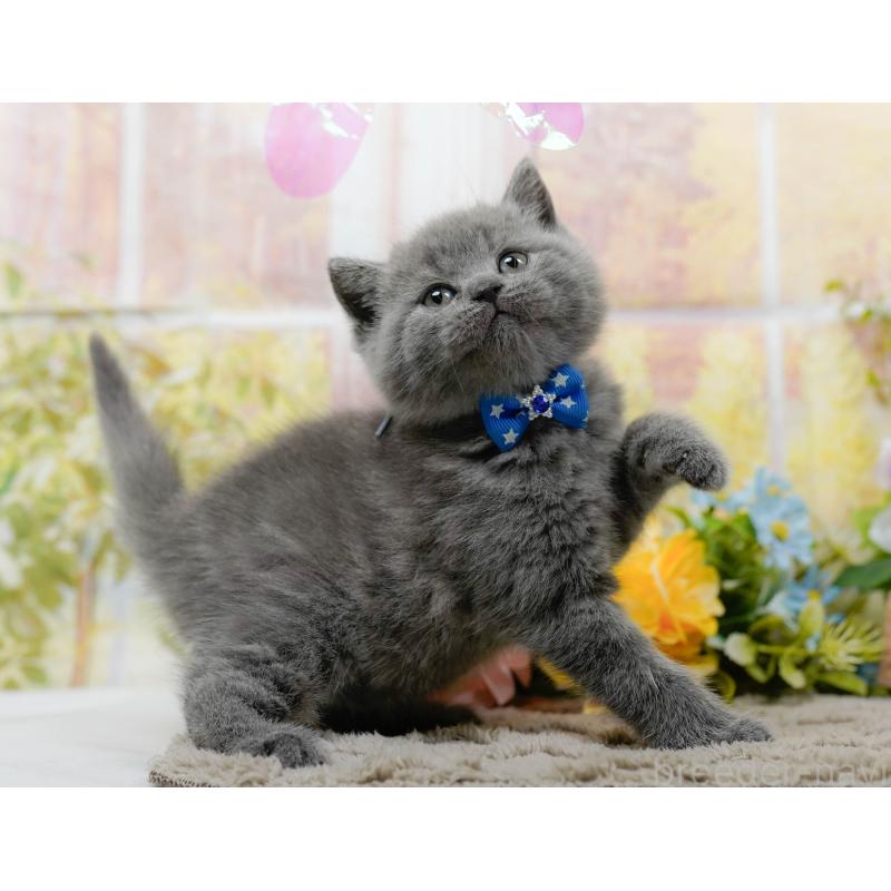 販売中の神奈川県のブリティッシュショートヘア-137095の4枚目