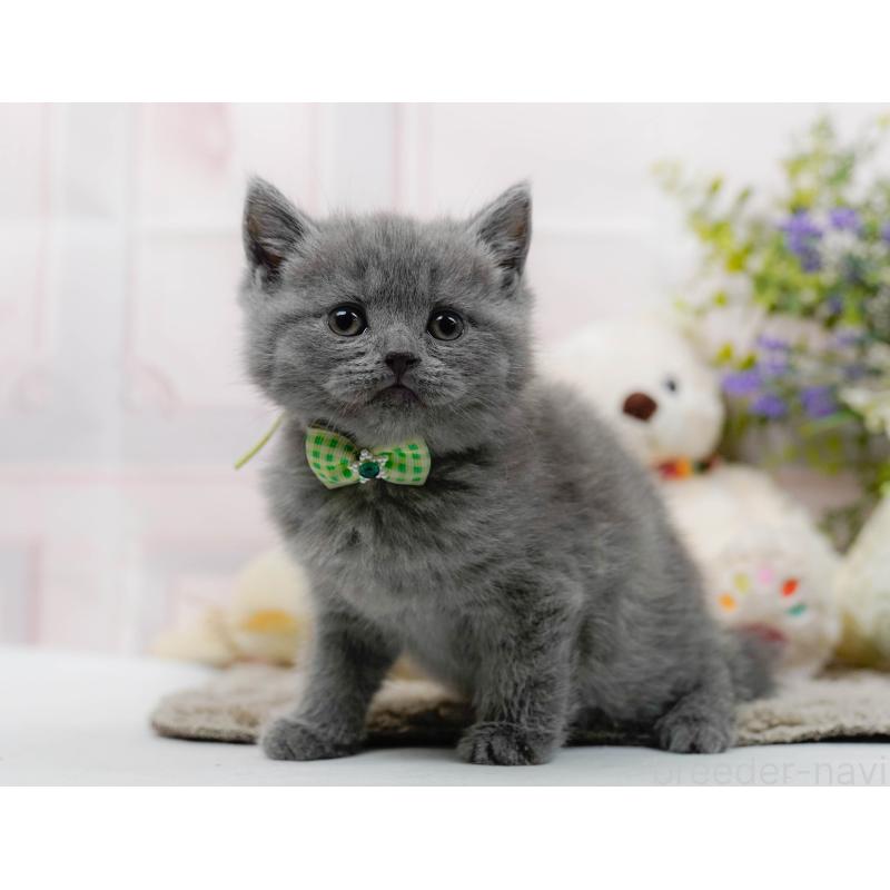 販売中の神奈川県のブリティッシュショートヘア-137096の11枚目