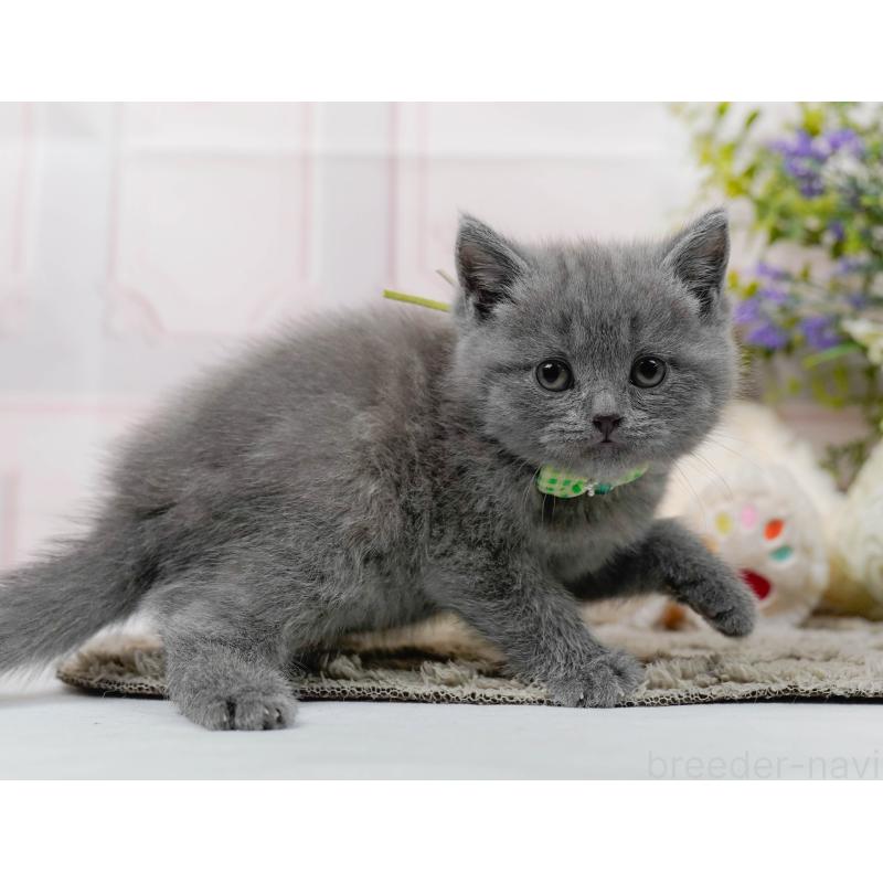 販売中の神奈川県のブリティッシュショートヘア-137096の10枚目