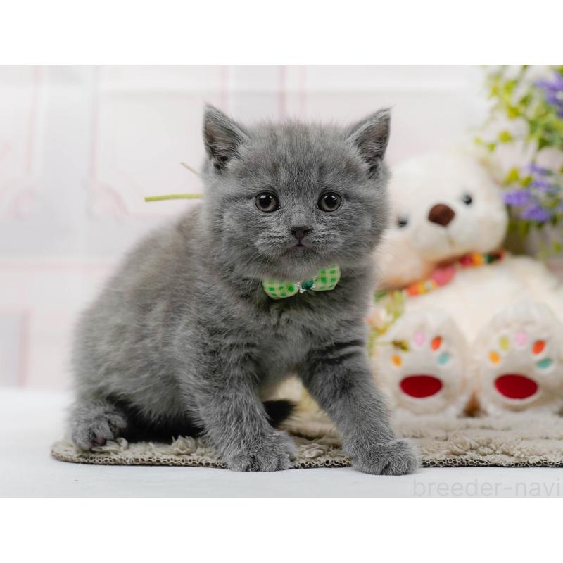 販売中の神奈川県のブリティッシュショートヘア-137096の8枚目