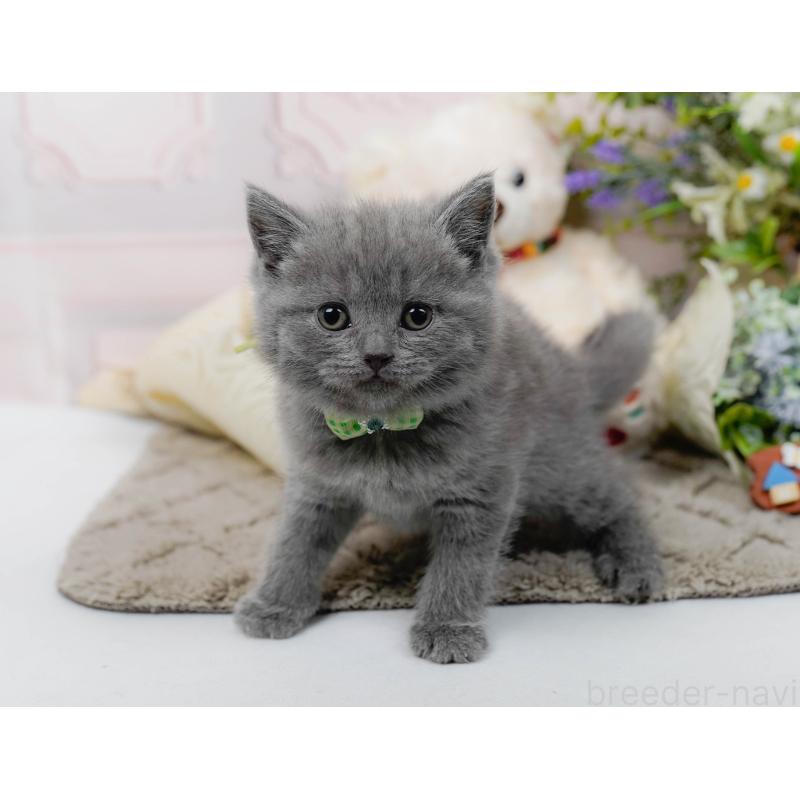 販売中の神奈川県のブリティッシュショートヘア-137096の7枚目