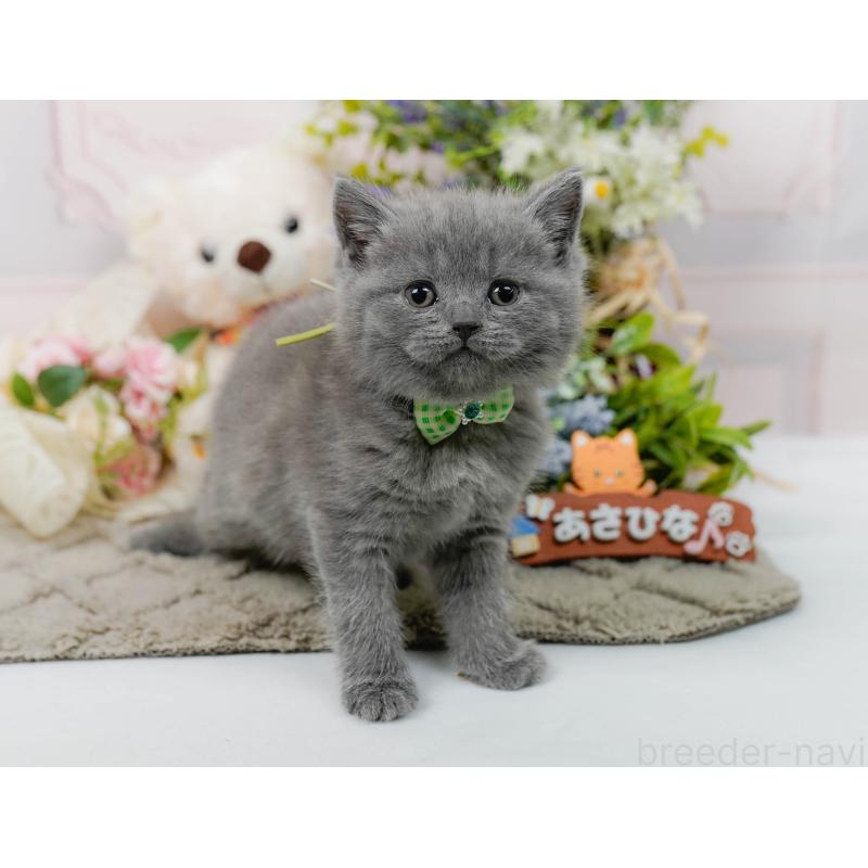 販売中の神奈川県のブリティッシュショートヘア-137096の6枚目