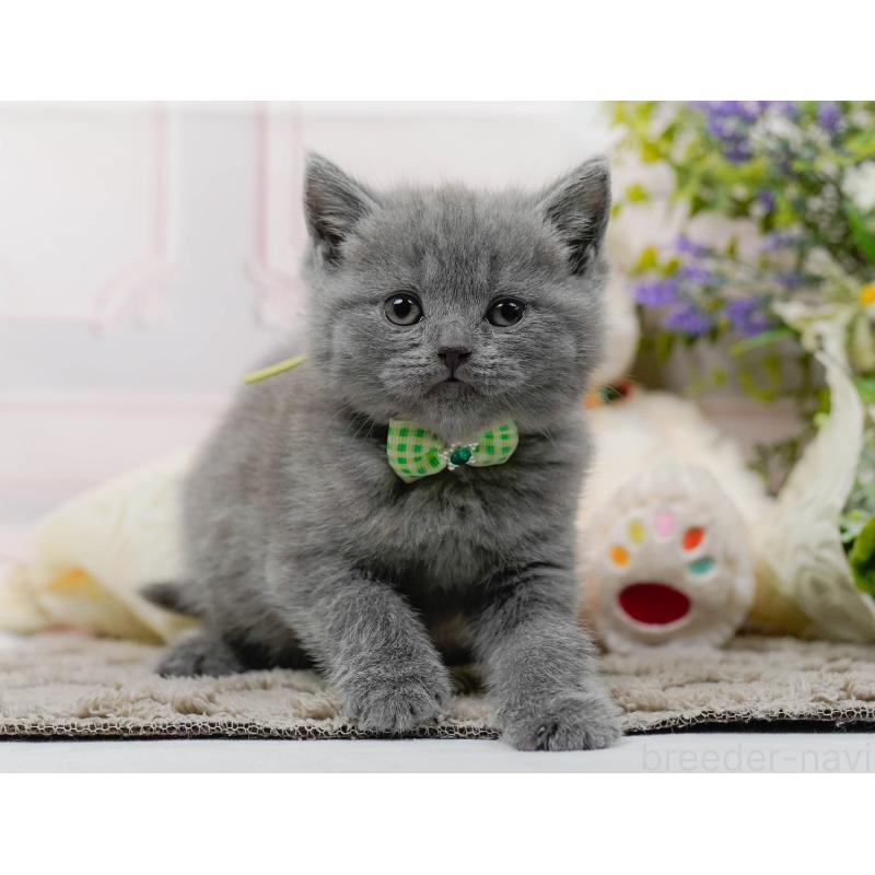 販売中の神奈川県のブリティッシュショートヘア-137096の5枚目