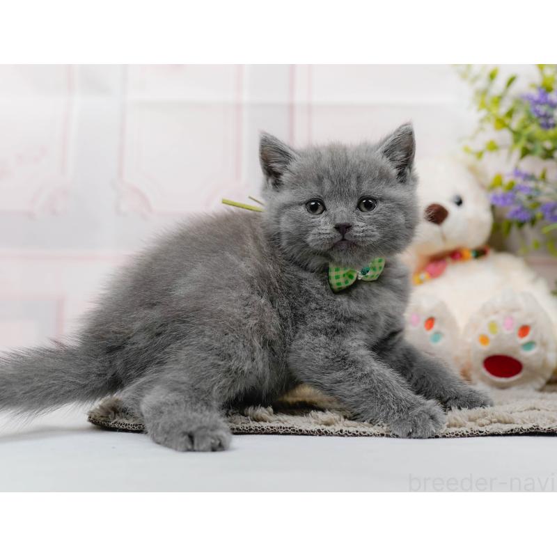 販売中の神奈川県のブリティッシュショートヘア-137096の4枚目