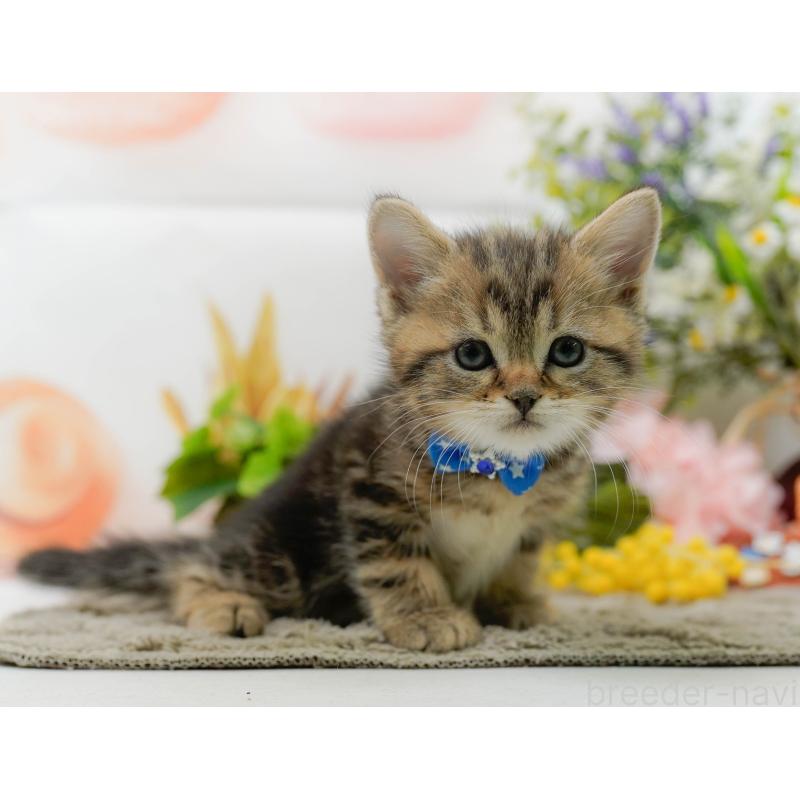 販売中の神奈川県のミヌエット-137090の10枚目