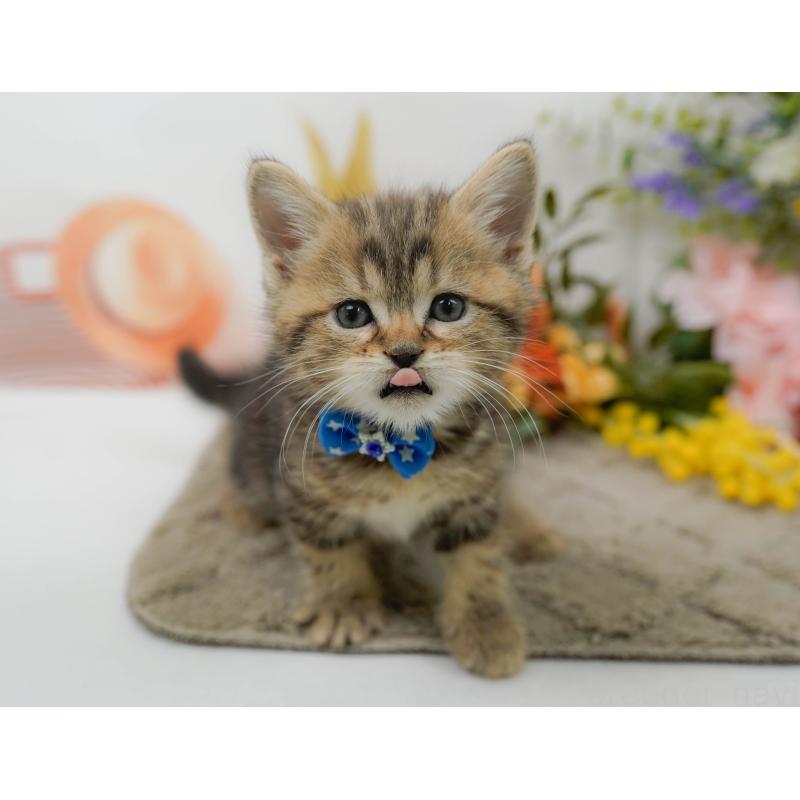 販売中の神奈川県のミヌエット-137090の8枚目