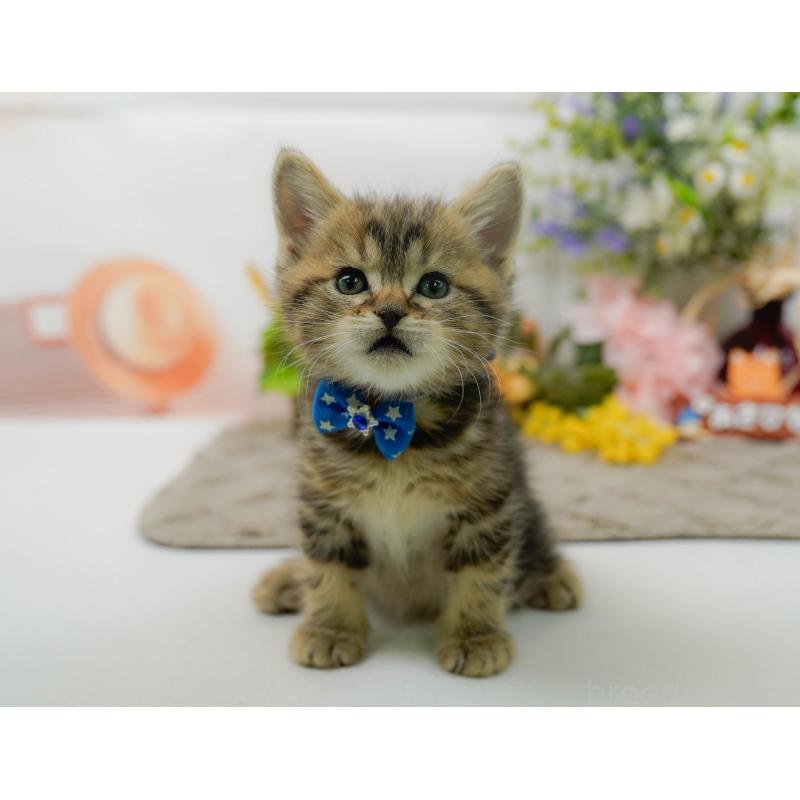 販売中の神奈川県のミヌエット-137090の6枚目