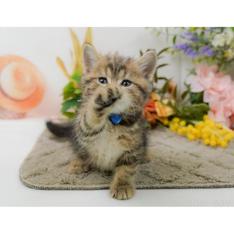 販売中の神奈川県のミヌエット-137090の4枚目