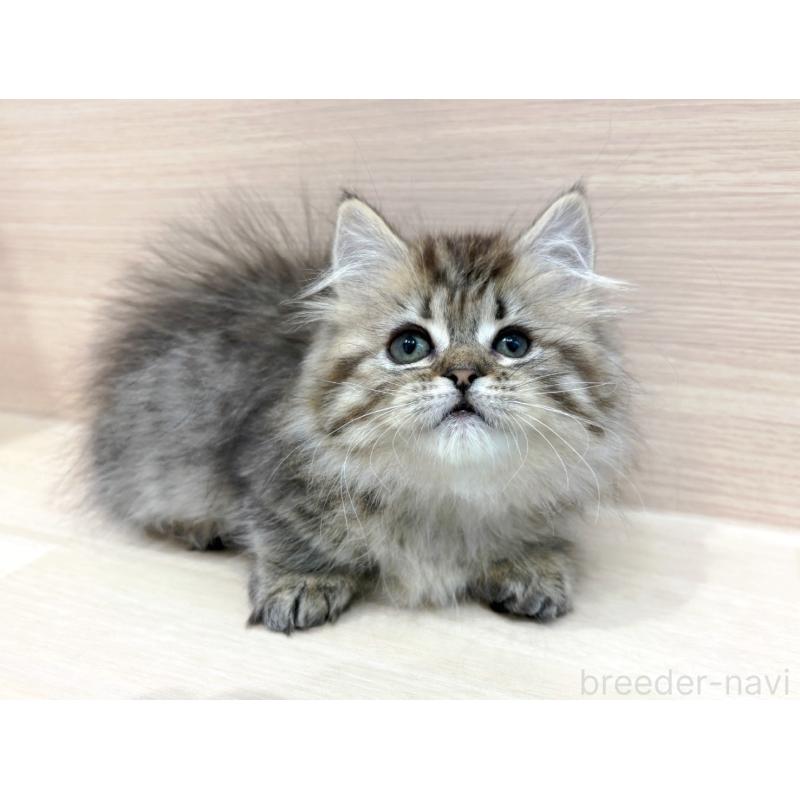 販売中の東京都のミヌエット(短足)-136979