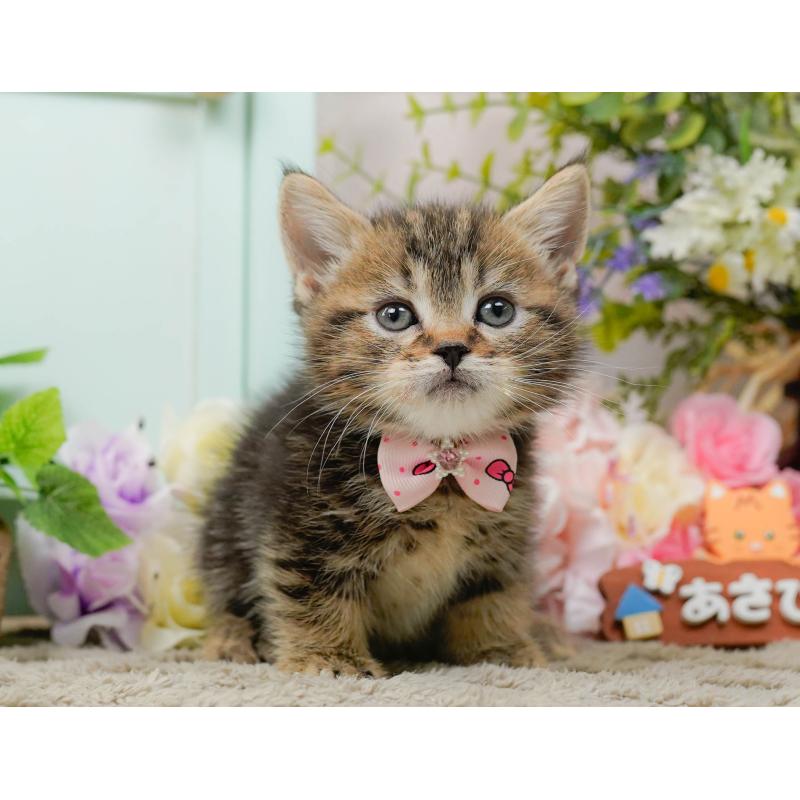 販売中の神奈川県のミヌエット-137091の11枚目