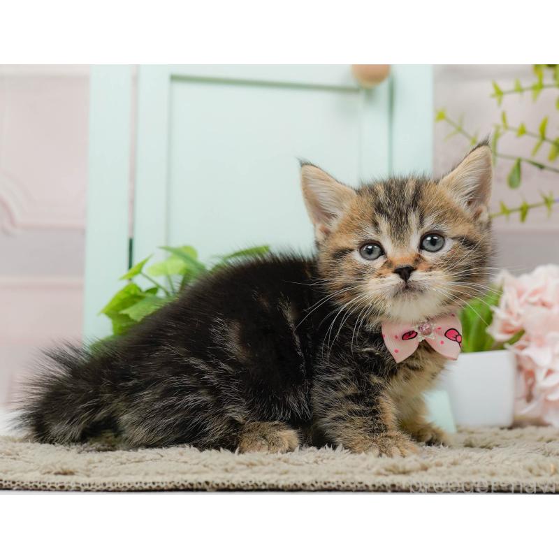 販売中の神奈川県のミヌエット-137091の10枚目