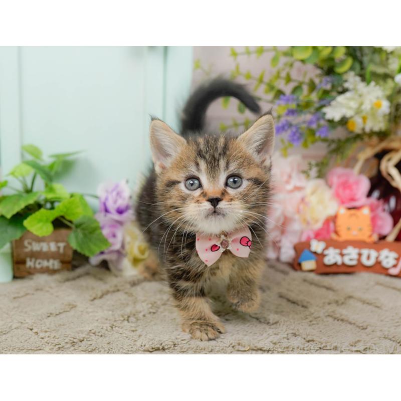 販売中の神奈川県のミヌエット-137091の9枚目