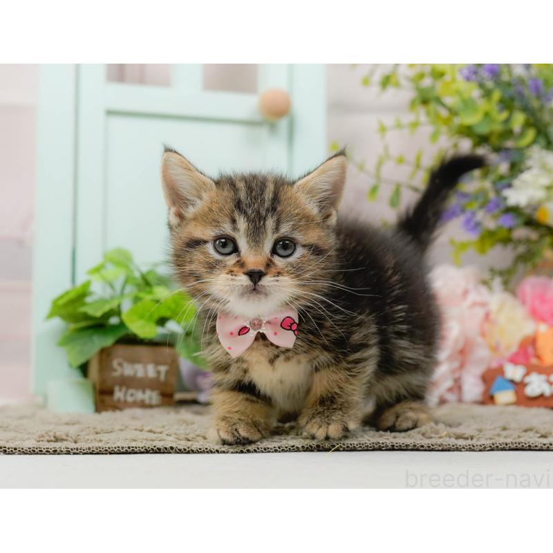 販売中の神奈川県のミヌエット-137091の8枚目