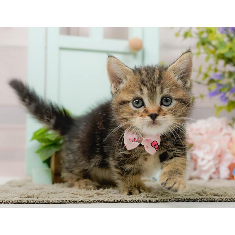 販売中の神奈川県のミヌエット-137091の7枚目