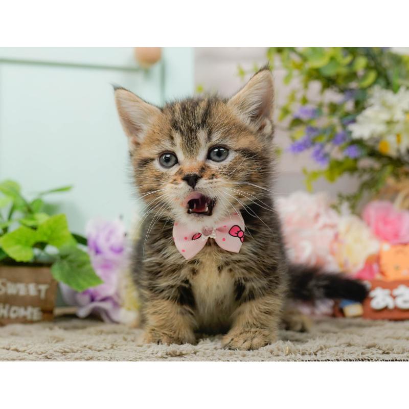 販売中の神奈川県のミヌエット-137091の6枚目