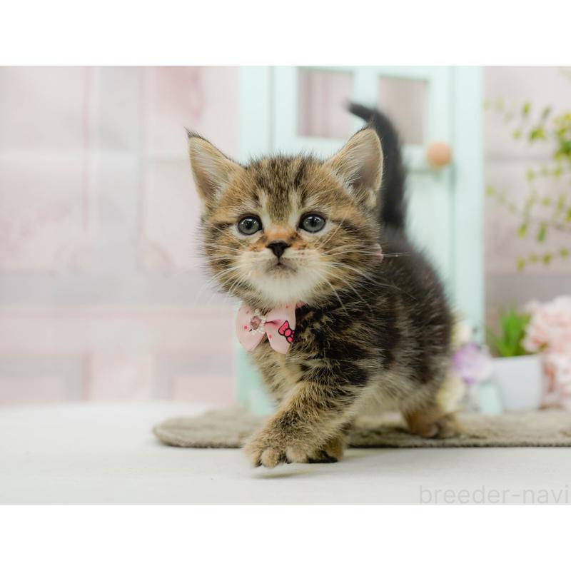 販売中の神奈川県のミヌエット-137091の5枚目