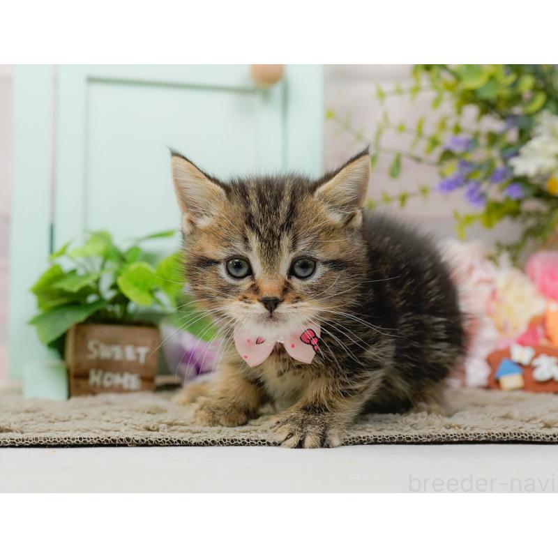 販売中の神奈川県のミヌエット-137091の4枚目