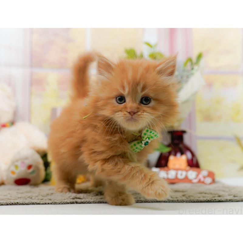 販売中の神奈川県のミヌエット-137092の11枚目