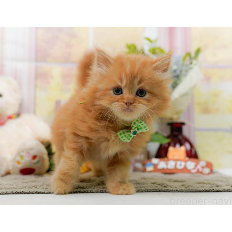 販売中の神奈川県のミヌエット-137092の10枚目