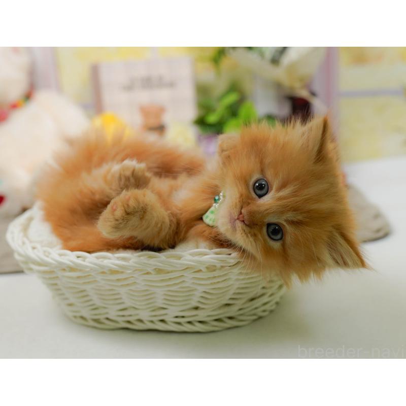 販売中の神奈川県のミヌエット-137092の9枚目