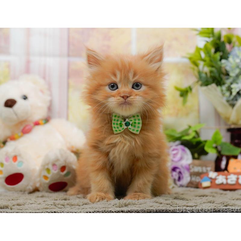 販売中の神奈川県のミヌエット-137092の8枚目