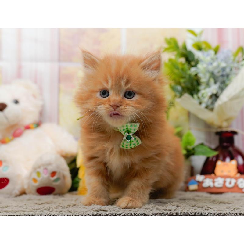 販売中の神奈川県のミヌエット-137092の7枚目